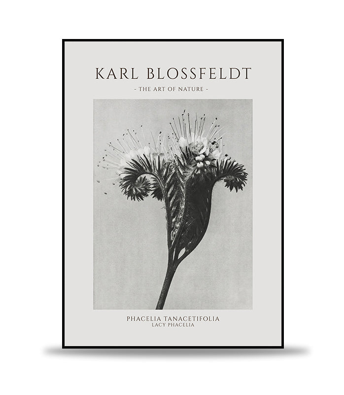 Karl Blossfeldt - Phacelia Tanacetifolia Poster