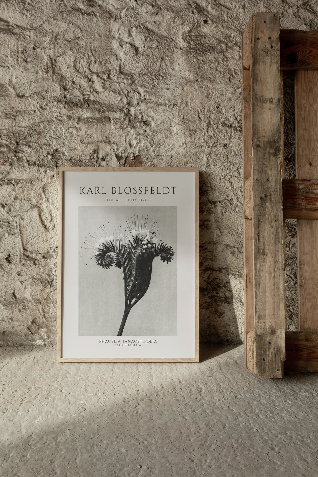 Karl Blossfeldt - Phacelia Tanacetifolia Poster