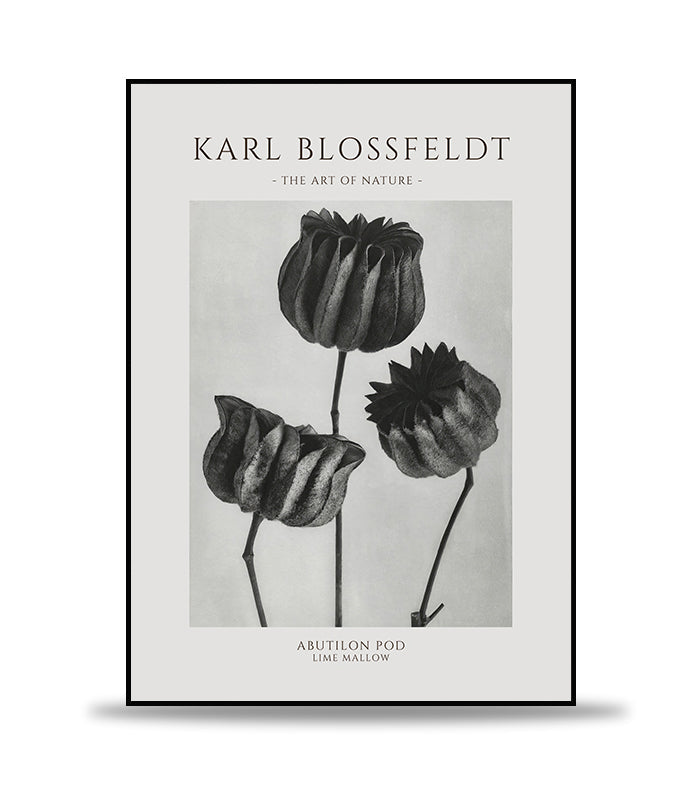 Karl Blossfeldt - Abutilon Pod Poster