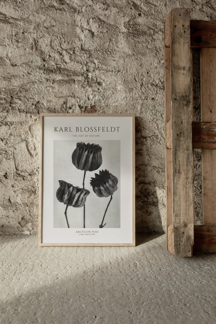 Karl Blossfeldt - Abutilon Pod Poster