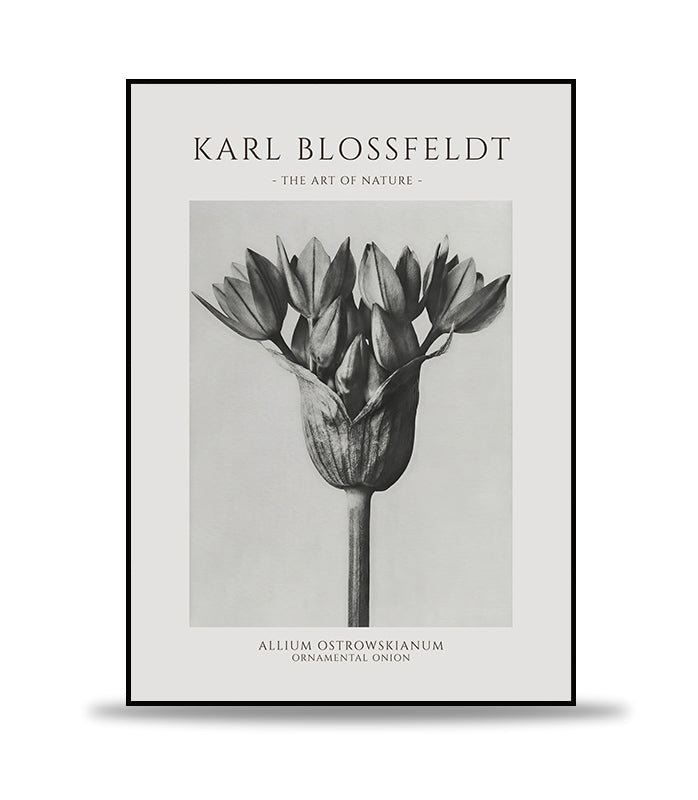 Karl Blossfeldt - Allium Ostrowskianum Poster