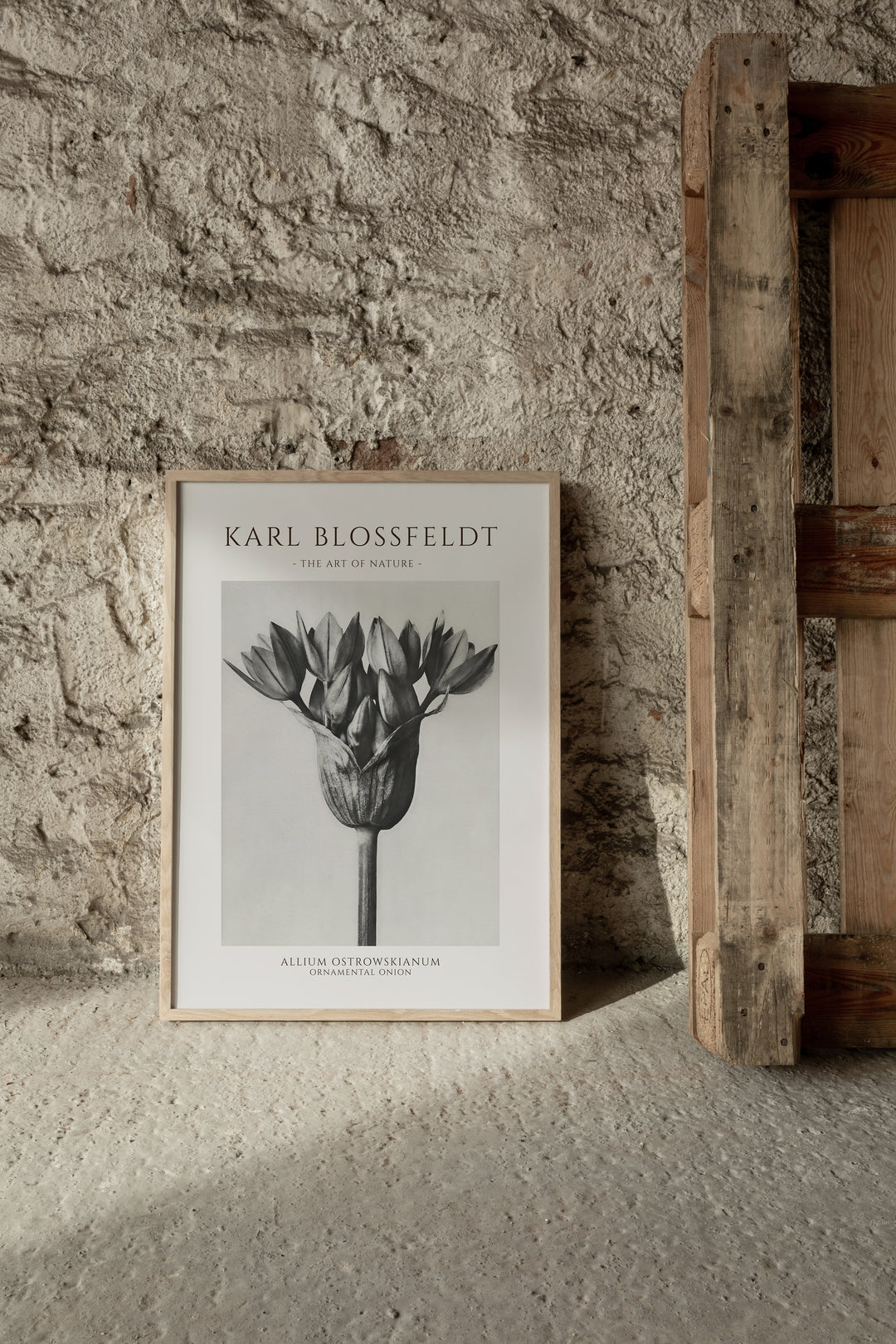 Karl Blossfeldt - Allium Ostrowskianum Poster