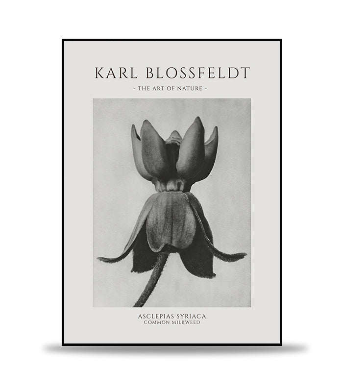 Karl Blossfeldt - Asclepias Syriaca Poster