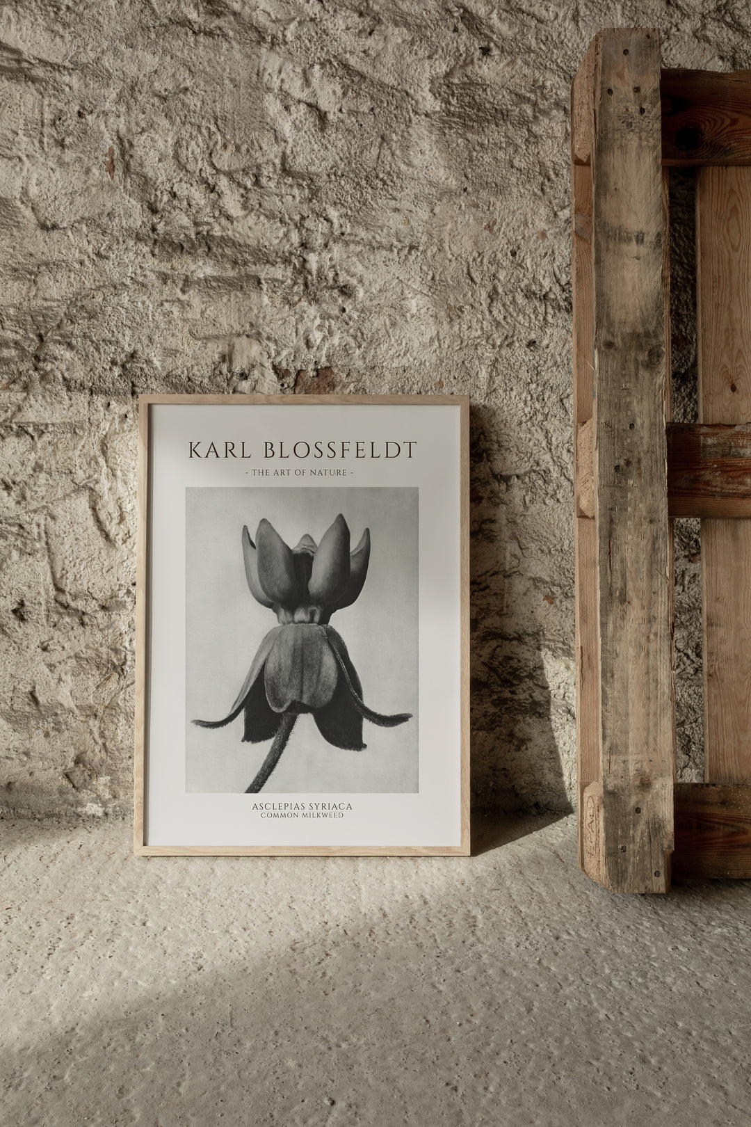 Karl Blossfeldt - Asclepias Syriaca Poster