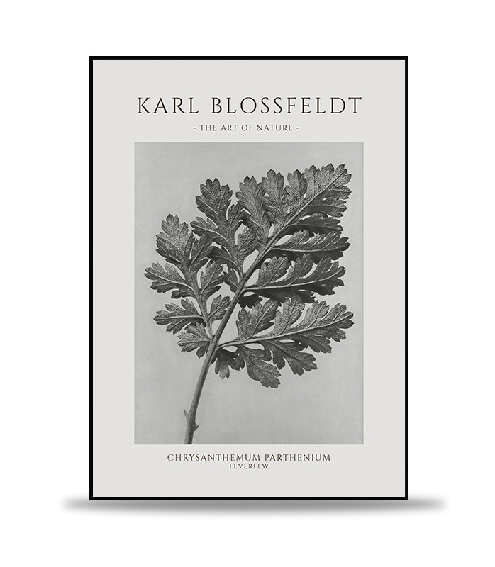 Karl Blossfeldt - Chrysanthemum Parthenium Poster