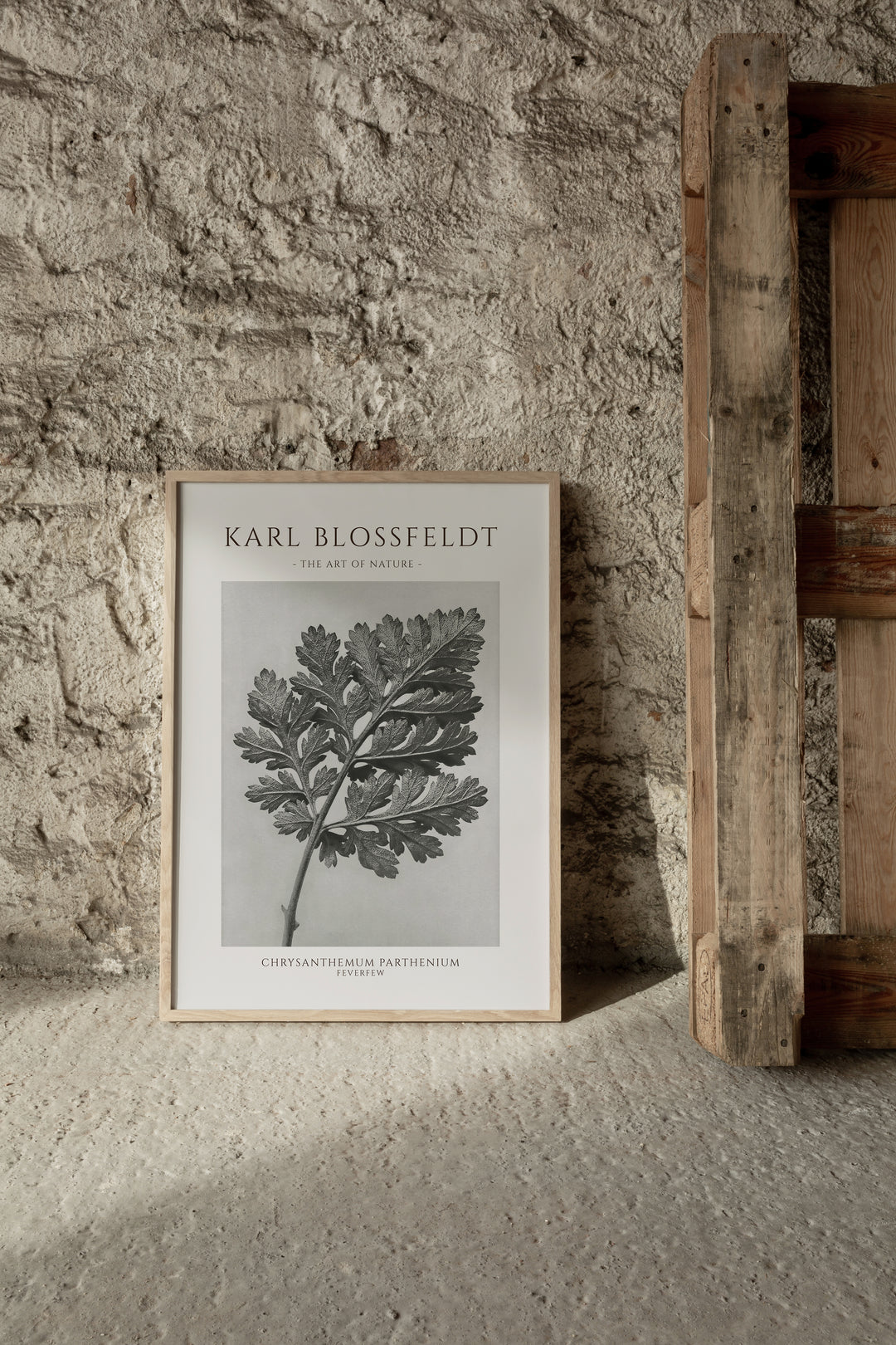 Karl Blossfeldt - Chrysanthemum Parthenium Poster