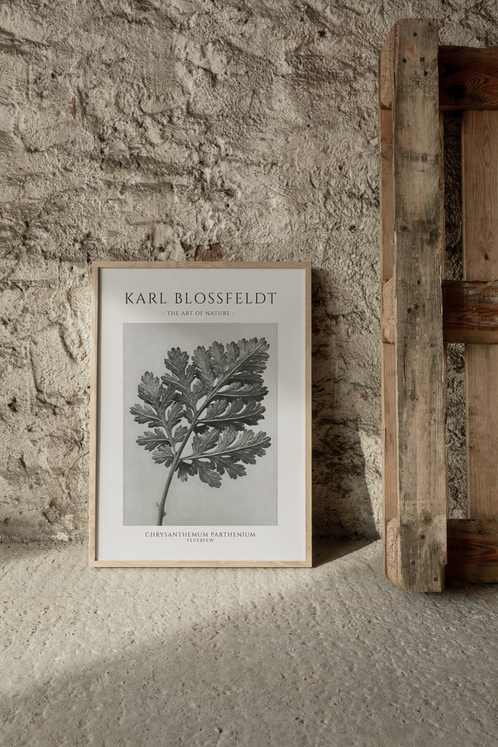 Karl Blossfeldt - Chrysanthemum Parthenium Poster