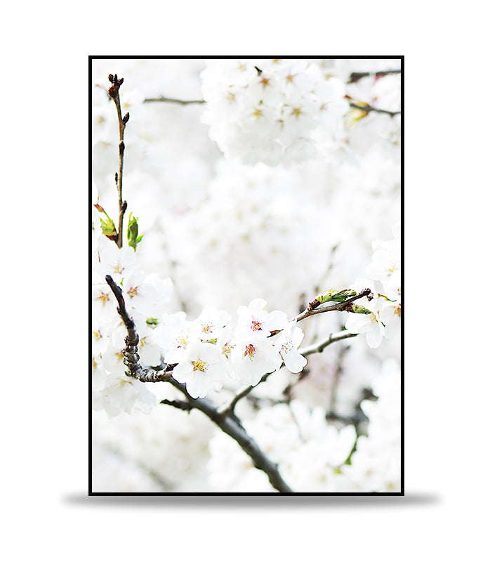 White Blossom POSTER