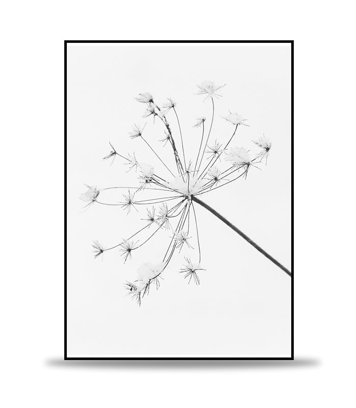 Dry Dandelion Poster