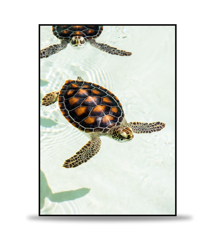 Swimming Turtles Poster