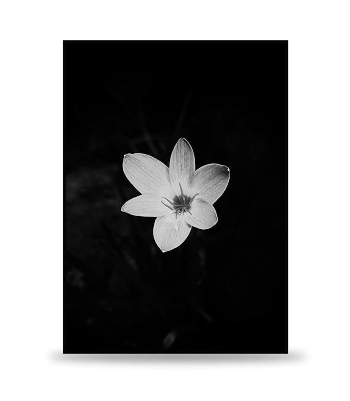 DARK FLOWER POSTER